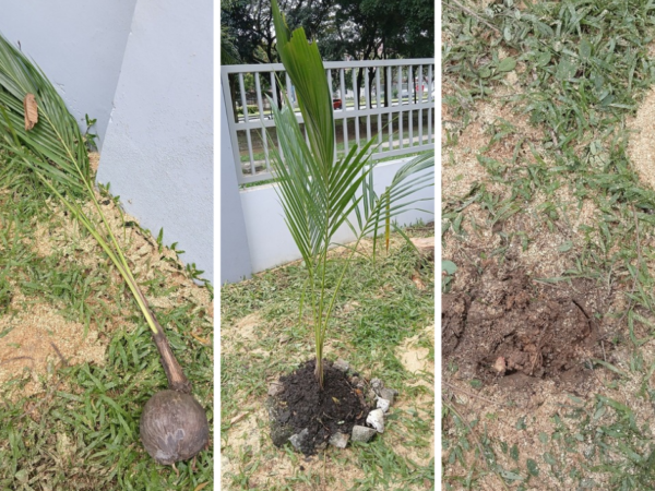 Manfaat Menanam Pokok Kelapa Pandan