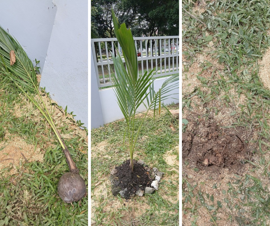 Manfaat Menanam Pokok Kelapa Pandan