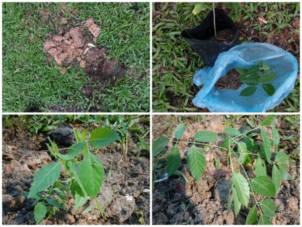 Penanaman Pokok Lada Bukit di PAWE Setia Alam