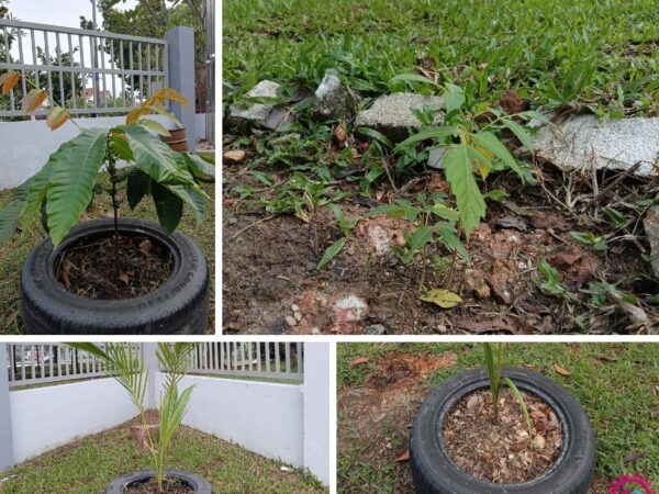 Pokok-Pokok Pawe Setia Alam: Keindahan dan Manfaat Bercucuk Tanam