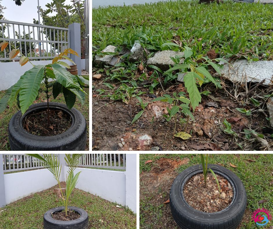 Pokok-Pokok Pawe Setia Alam: Keindahan dan Manfaat Bercucuk Tanam