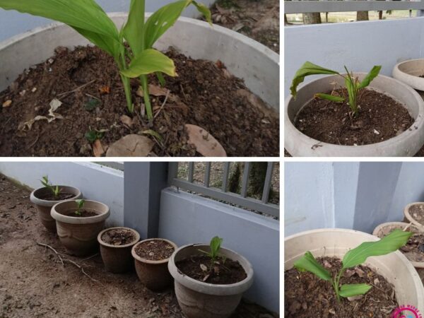 Tanam Kunyit di Belakang PAWE