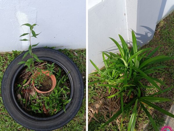 Pokok Pandan & Kesum: Sumbangan Hijau Buat Komuniti PAWE Setia Alam