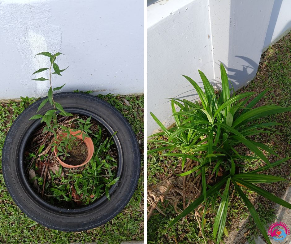 Pokok Pandan & Kesum: Sumbangan Hijau Buat Komuniti PAWE Setia Alam