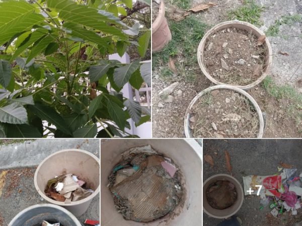 Kaitan Kebun dan Kompos: Simfoni Alam untuk Kelestarian Hijau