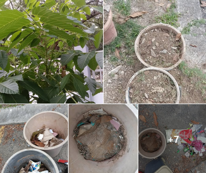 Kaitan Kebun dan Kompos: Simfoni Alam untuk Kelestarian Hijau