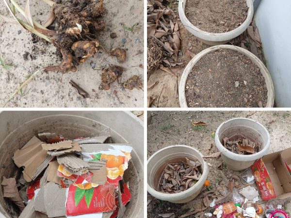 Emas Jingga di Halaman Rumah: Panduan Lengkap Menanam Kunyit dalam Pasu Kompos