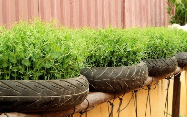 Sinergi Daun Kering dan Tanah Kompos Matang dalam Penanaman Tayar