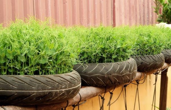 Sinergi Daun Kering dan Tanah Kompos Matang dalam Penanaman Tayar