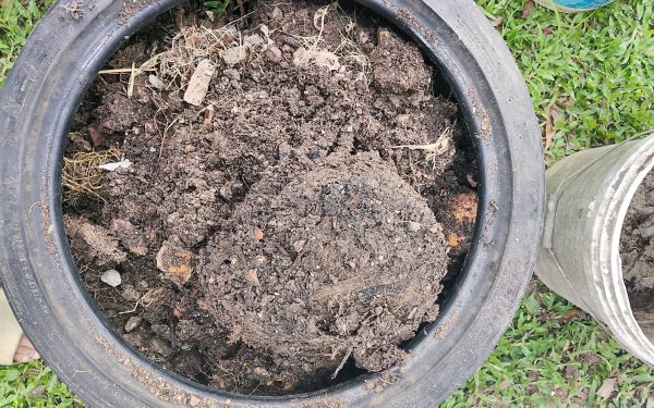 Integrasi Tayar Terpakai dan Tong Cat dalam Pertanian Bandar